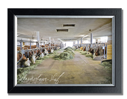 Schneiderbauer-Hof Lamprechtshausen - Fleckvieh-Kalbinnen Aufzucht